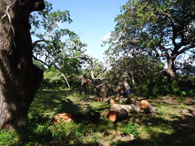 Canal de irrigação — Baixo Acaraú (CE): registro de campo 1