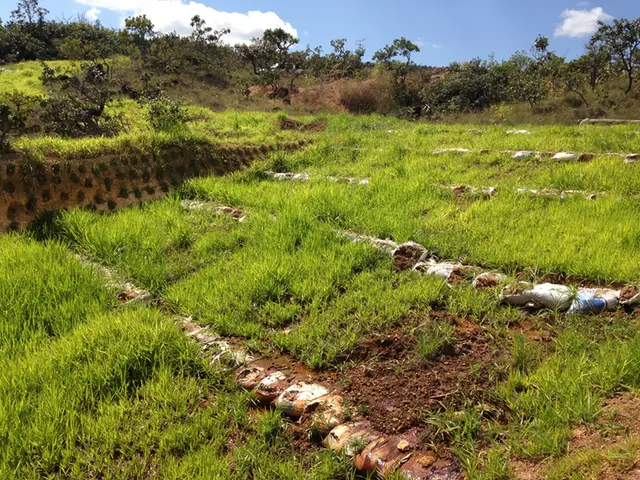 Projeto de controle de erosão: registro de campo 2