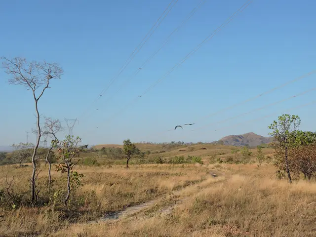 Arara-canindé (Ara ararauna) — Monitoramento de aves em torres de linha de transmissão