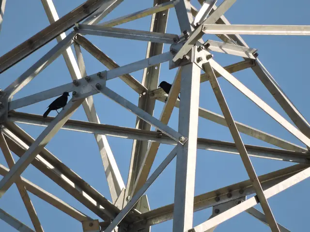 Graúna (Gnorimopsar chopi) — Monitoramento de aves em torres de linha de transmissão