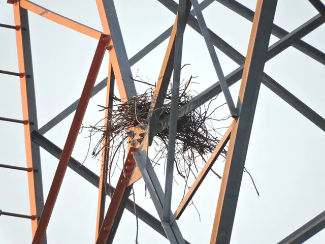 Ninho de curicaca em torre — Monitoramento de aves em torres de linha de transmissão