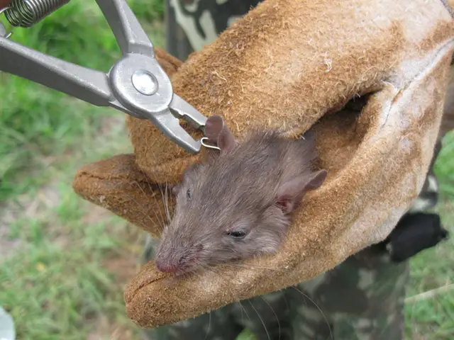 Marcação de pequeno mamífero — Monitoramento de fauna