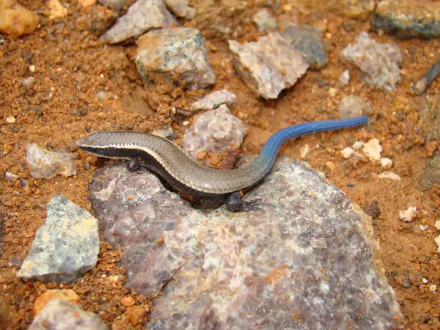 Micrablepharus sp. — Monitoramento de fauna
