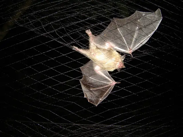Morcego em rede de neblina — Monitoramento de fauna
