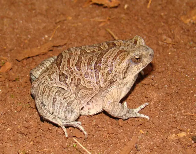 Monitoramento de fauna: registro de campo 14