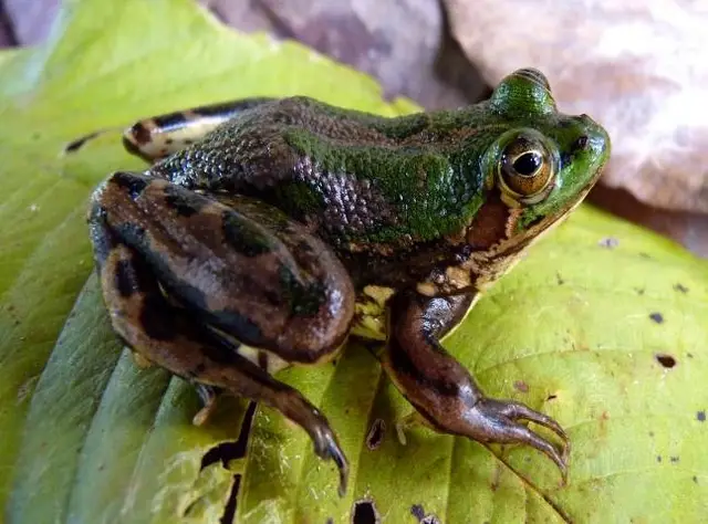 Pseudis sp. — Monitoramento de fauna