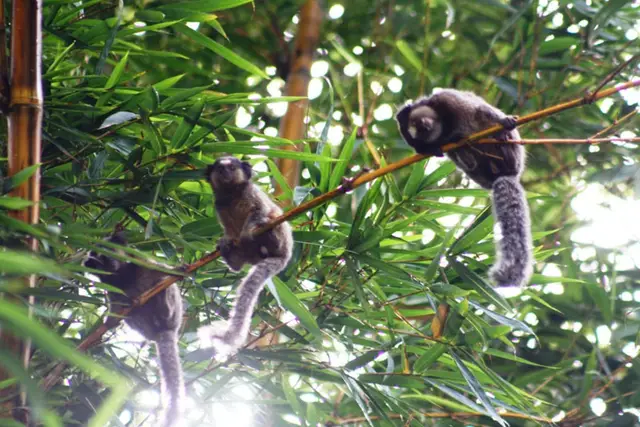 Sagui — Monitoramento de fauna