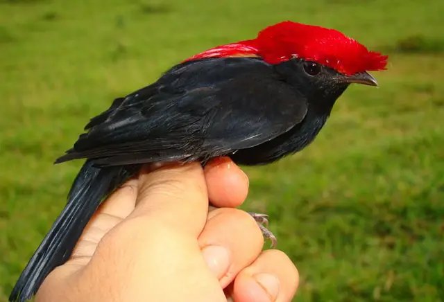 Soldadinho — Monitoramento de fauna