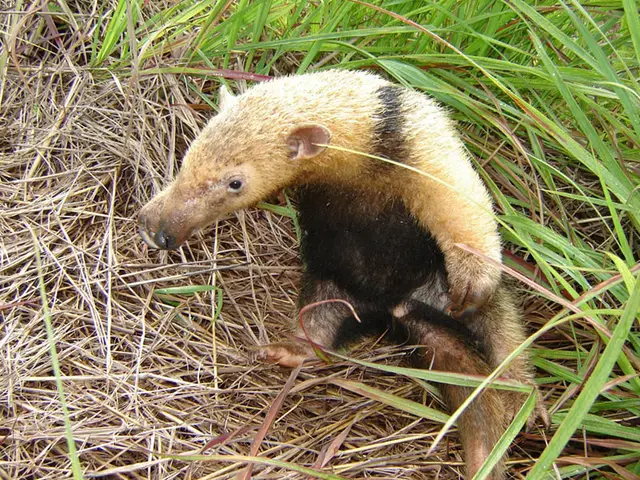 Tamanduá-mirim — Monitoramento de fauna