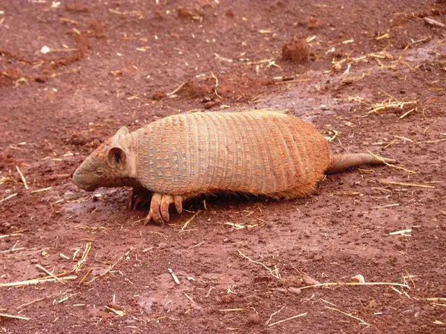 Tatu-de-rabo-mole — Monitoramento de fauna
