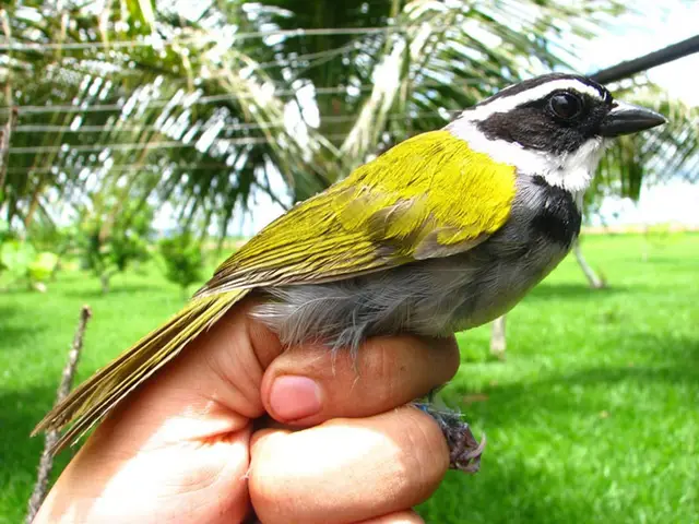 Tico-tico-do-campo — Monitoramento de fauna