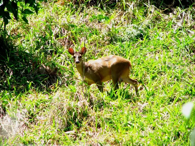 Veado-catingueiro — Monitoramento de fauna