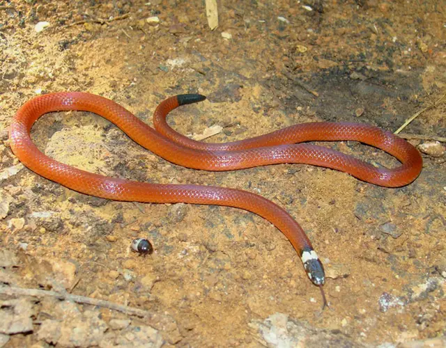 Apostolepis sp. — Monitoramento de fauna
