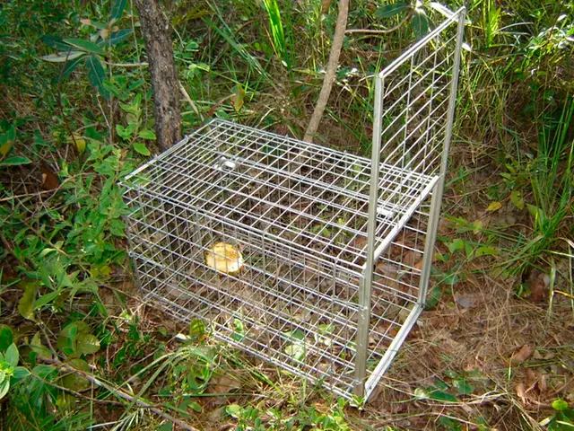 Armadilha de captura viva — Monitoramento de fauna