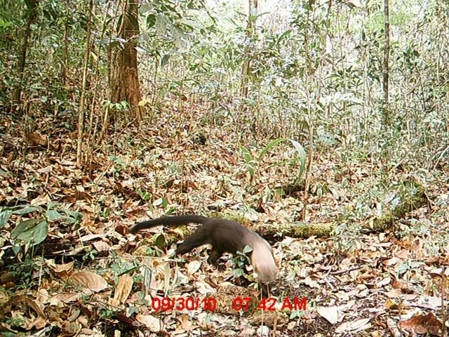 Irara (Eira barbara) — Monitoramento de fauna