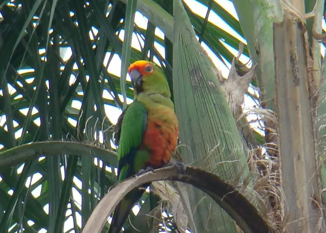 Jandaia-do-sol — Monitoramento de fauna