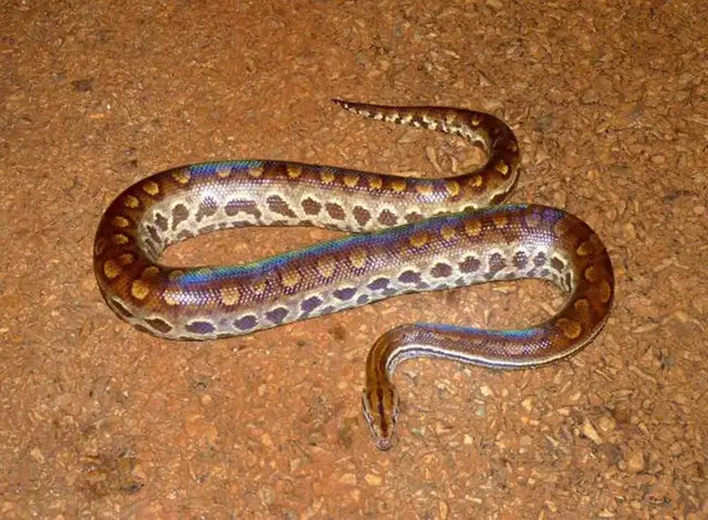 Salamanta — Monitoramento de fauna