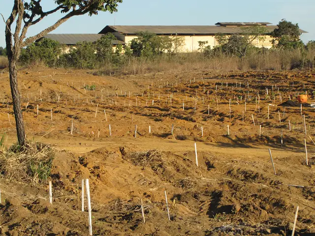 Plantio — Parque Telma Ortega: registro de campo 1