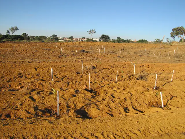 Plantio — Parque Telma Ortega: registro de campo 2