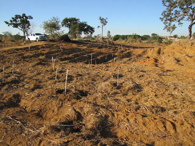 Plantio — Parque Telma Ortega: registro de campo 3