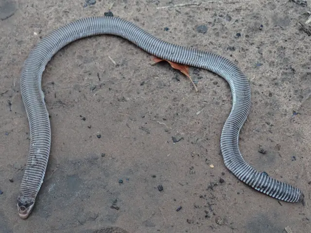Amphisbaena anaemariae — Resgate de fauna