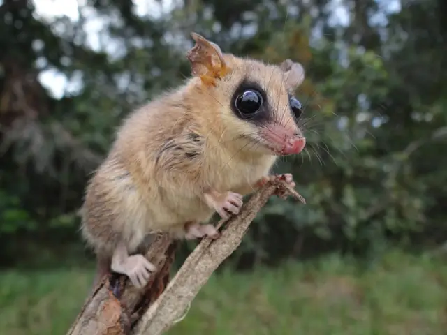 Gracilinanus agilis — Resgate de fauna