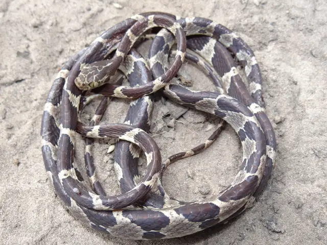 Imantodes cenchoa — Resgate de fauna