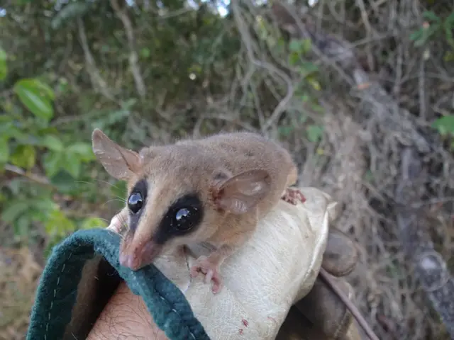 Marmosa murina — Resgate de fauna