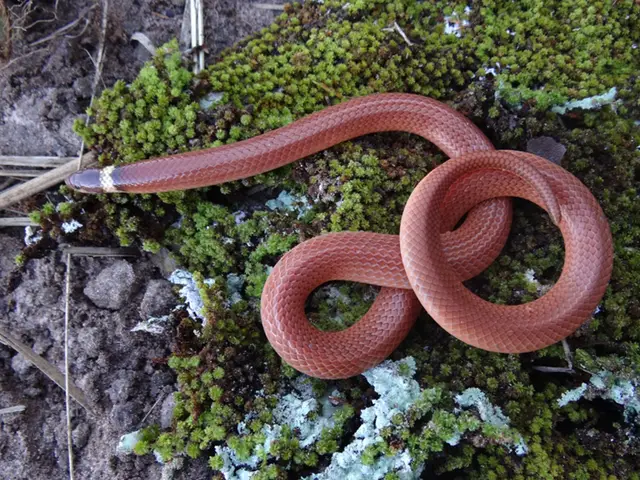 Phalotris nasutus — Resgate de fauna