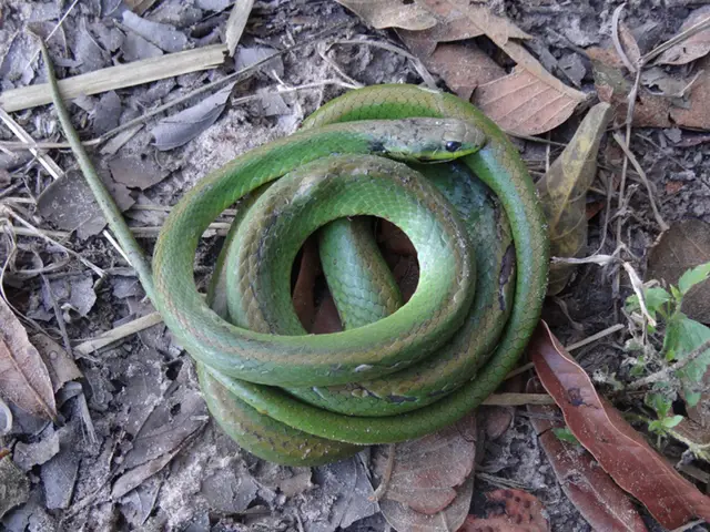 Philodryas olfersii — Resgate de fauna