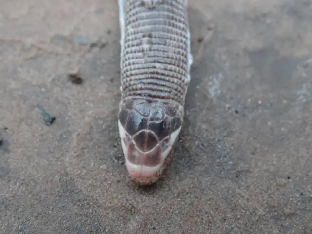 Amphisbaena anaemariae — Resgate de fauna