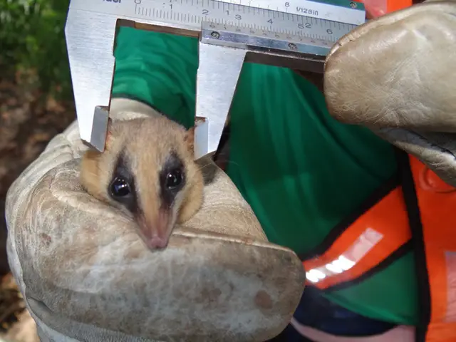 Biometria de Gracilinanus agilis — Resgate de fauna