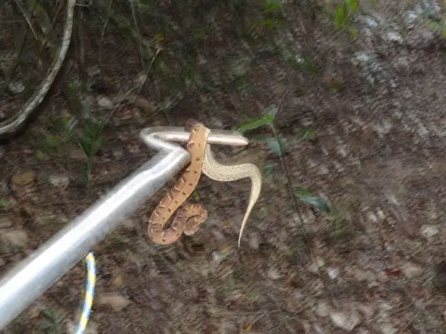 Bothrops moojeni — Resgate de fauna