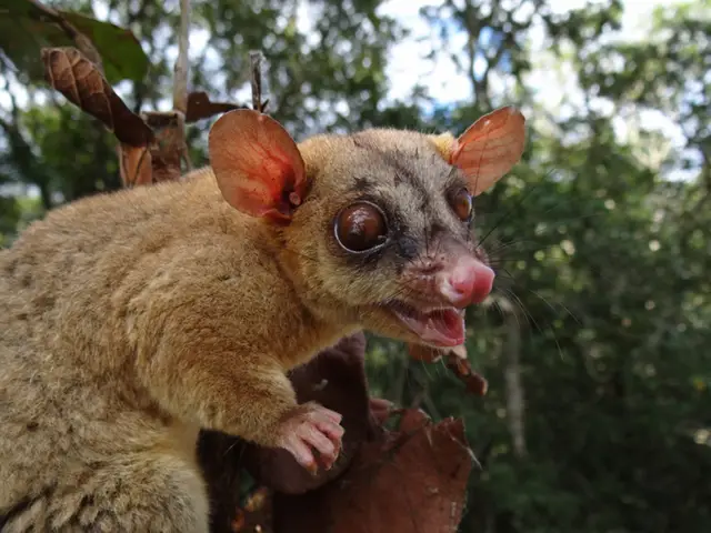Caluromys lanatus — Resgate de fauna