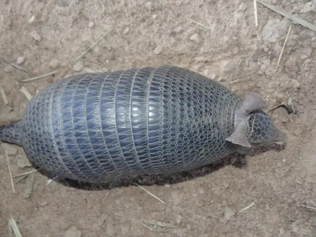 Dasypus septemcinctus — Resgate de fauna