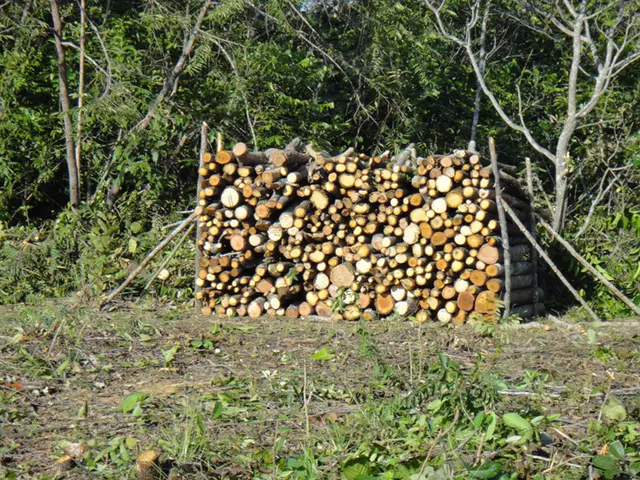 Supressão vegetal: registro de campo 1