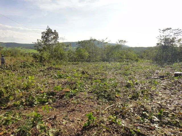 Supressão vegetal: registro de campo 2