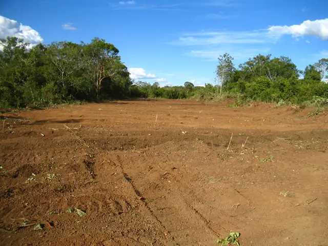 Supressão vegetal: registro de campo 3